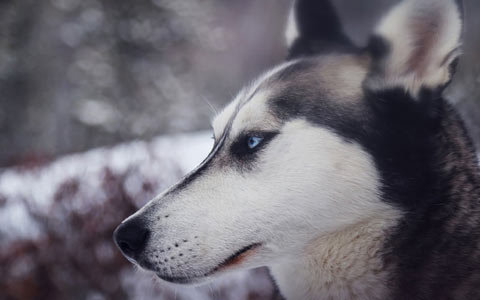 Alaska dog mushing